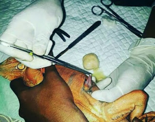 operasi penyakit bladder stone pada iguana