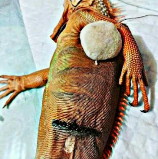 operasi Penyakit Bladder Stone Pada Iguana