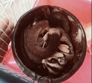 Batok untuk kandang sugar glider