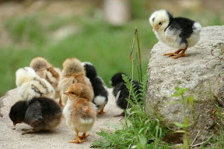 Cara Budidaya Ayam Kampung Asli