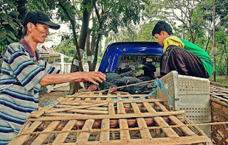 Panen Ayam Kampung Asli