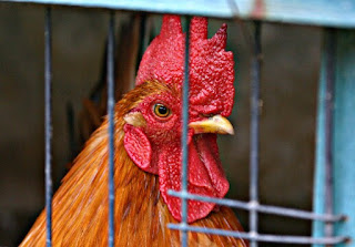 Cara Budidaya Ayam Kampung Bagi Pemula