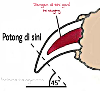 Cara Memotong Kuku Kucing yang baik dan benar