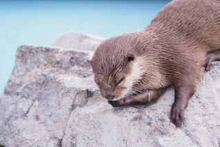 Cara Menghilangkan Bau pada Otter