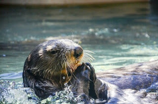 Cara Menghilangkan Bau Otter