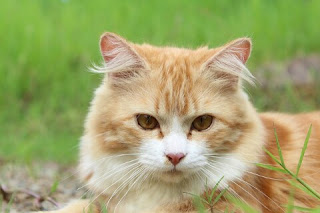 Harga Kucing Anggora terbaru 2017