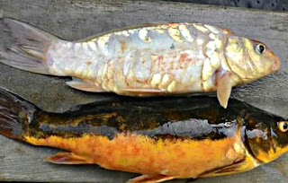 Penyakit ikan koi dan cara mengobatinya