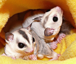 Gambar pouch sugar glider