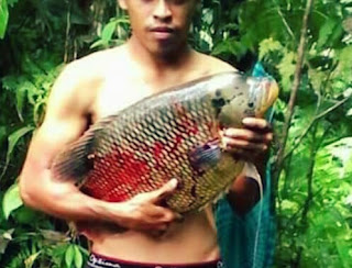 Ternak ikan konsumsi yang mudah dan menguntungkan