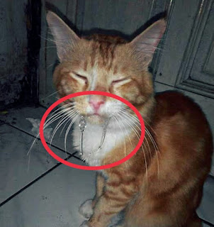 Mulut Kucing Berlendir dan Bau