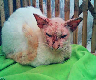 Cara mengobati scabies pada kucing