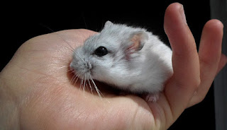 Cara Menjinakan Hamster Yang Galak Agar Tidak Menggigit