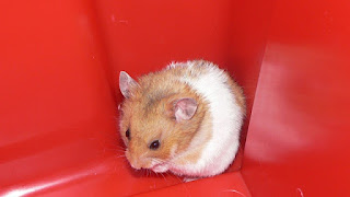 Cara Menjinakan Hamster