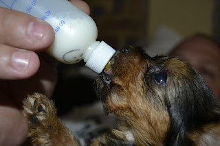 Cara merawat anak anjing baru lahir tanpa induk