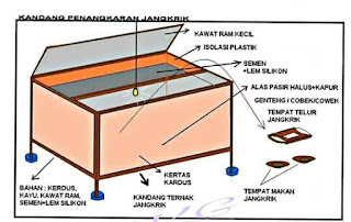 kandang jangkrik untuk beternak jangkrik