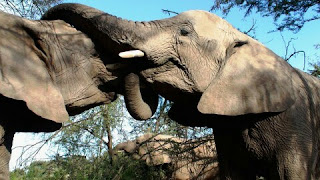Gajah Sumatera Hewan Langka Di Indonesia dan Penjelasannya
