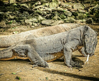 Komodo Hewan Langka Di Indonesia dan Penjelasannya