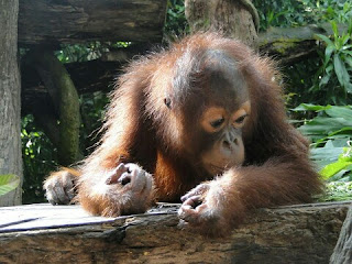 Orangutan Sumatera Hewan Langka Di Indonesia dan Penjelasannya