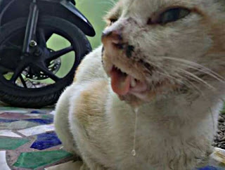 Mulut Kucing Berlendir dan Bau