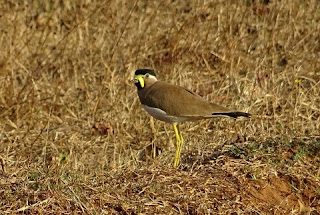 Burung Trulek Jawa Hewan Langka Di Indonesia dan Penjelasannya