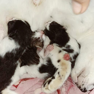 Cara Menangani Kucing yang sedang Melahirkan