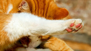 Cara Mengobati Jamur pada Kucing