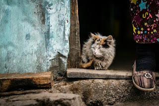 Cara Menghilangkan Jamur pada Kucing