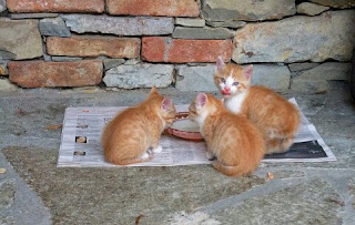 Pola Memberi Makan Kucing dalam Sehari