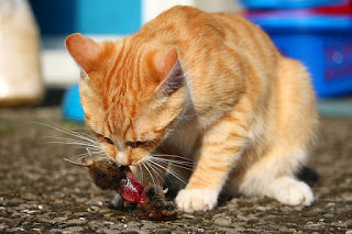Mengapa Kucing Jantan Makan Anaknya Sendiri