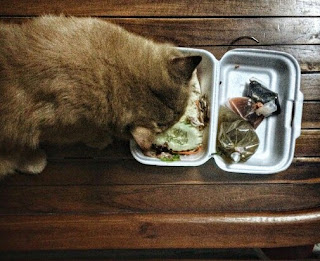 Makanan Yang Baik Untuk Kucing