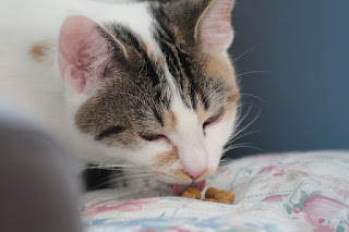 Makanan Yang Bagus Untuk Kucing