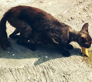 Penyakit Kucing Yang Menular Pada Manusia