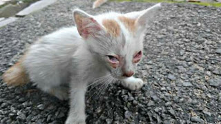 Penyakit Mata Pada Kucing Kampung