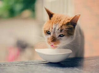 Penyebab dan Cara Mengatasi Kucing Tidak Mau Makan