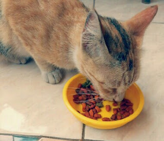 Penyebab Kucing Tidak Mau Makan