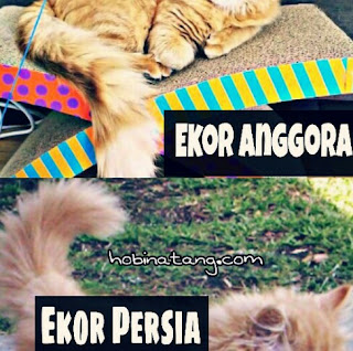 Perbedaan Kucing Anggora dan Persia