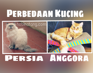 Perbedaan Kucing Anggora dan Persia beserta gambar