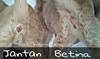 Membedakan Kucing Jantan Dan Betina