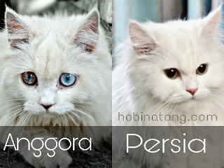 Perbedaan Kucing Anggora dan kucing Persia