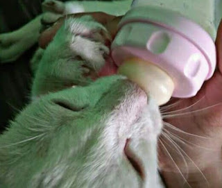 Susu Manusia yang Aman untuk Anak Kucing
