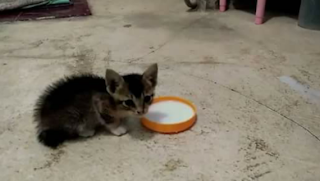 Susu Manusia yang Cocok untuk Anak Kucing