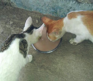 Susu Untuk Kucing Kampung