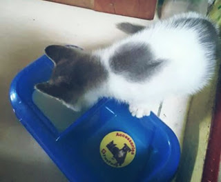 Susu Untuk Kucing Kampung