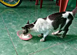Susu yang Baik Untuk Kucing Kampung