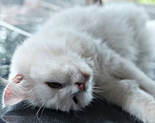 Tanda Tanda Kucing Melahirkan