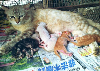 Tanda Tanda Kucing Akan Melahirkan