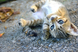 Umur Anak Kucing Boleh Dimandikan