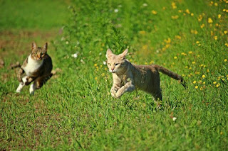 Cara Agar Kucing Tidak Kabur Dari Rumah