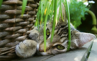 Cara Agar Kucing Tidak Kabur Dari Rumah