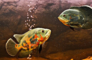 Cara Membedakan Ikan Oscar Jantan dan Betina
